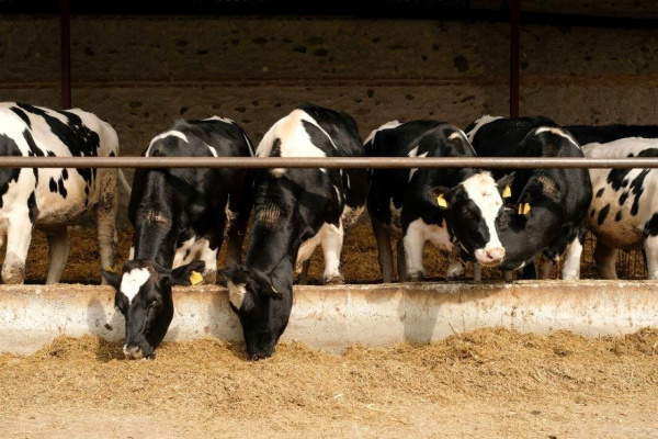 DEDICATED FARMERS HAPPY COWS REAL MILK visual data 7