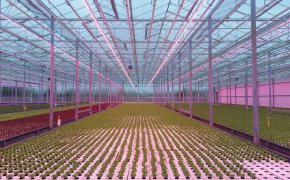 The green shoots of growth in Georgia: hydroponic farming with EU support
