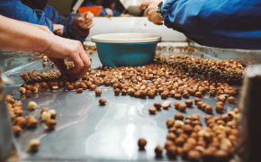 Supporting Georgian hazelnut growers to meet global demand