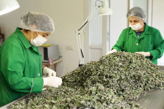 EBRD and EU4Business help organic herbal teas spread nature’s healing power