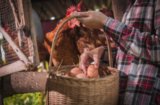 EU4Business helps Azerbaijan poultry business expand market share
