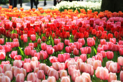 With EU4Business help, Belarus tulip farm automates business processes