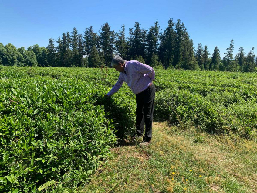 Empowering Georgian hazelnut, dried fruit and tea companies to trade more and better