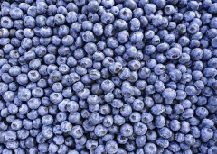 ITC starts discussion on Road Map for Ukrainian berry sector development