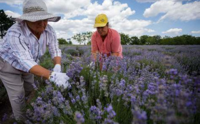 Moldova’s lavender harvest is smaller this year due to drought