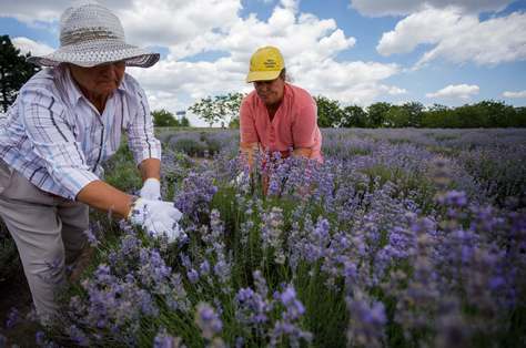 Moldova’s lavender harvest is smaller this year due to drought