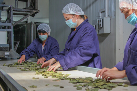 Georgian bay leaves waft into EU market with EU4Business support