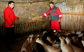 Hajibadalli quartet sets up sheep farming co-op in Azerbaijan