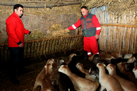 Hajibadalli quartet sets up sheep farming co-op in Azerbaijan