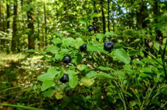 EU4Business supports Ukrainian berry producer Amethyst Ole