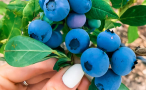 EU, Sweden and EBRD support Moldova’s first blueberry producer