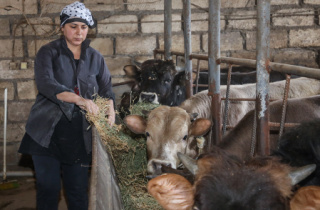 Managing livestock is profitable in Azerbaijan’s Barda region