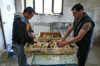 Factory worker becomes commercial poultry farmer in Shamkir