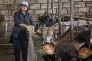 Managing livestock is profitable in Azerbaijan’s Barda region