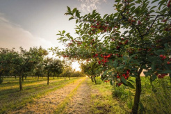 Exportul de fructe și legume moldovenești a crescut semnificativ  în UE