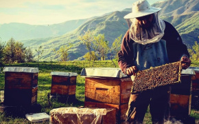 Georgian beekeepers expand production with EU support