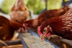 EBRD supports Ukraine’s agribusiness sector