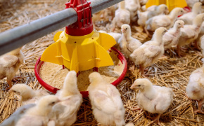 Growing a Poultry Business with EU4Business Support