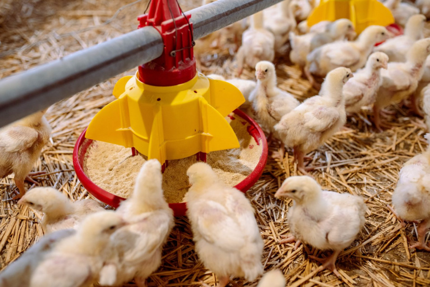 Growing a Poultry Business with EU4Business Support