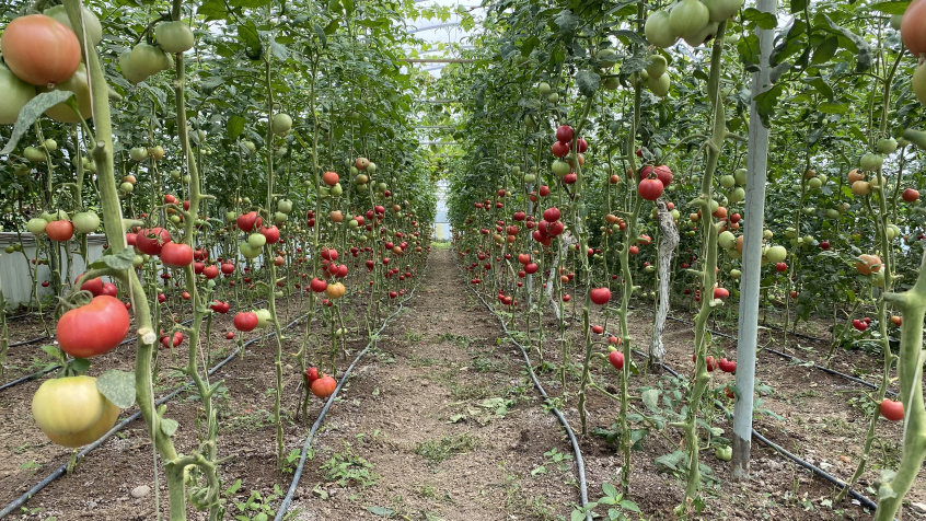 From Classroom to Greenhouse: Tomato farmer triples production with EU support