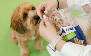 From a Family Idea to a Global Brand: How EU Support Helps Ukraine’s Kormotech Grow Worldwide