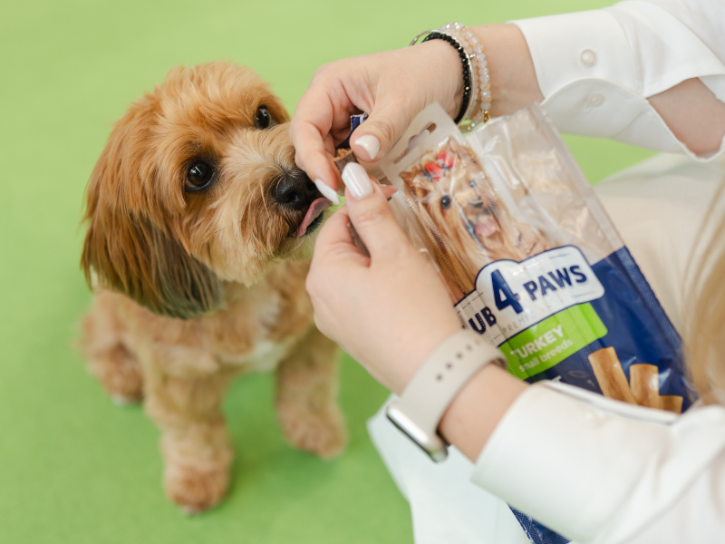 From a Family Idea to a Global Brand: How EU Support Helps Ukraine’s Kormotech Grow Worldwide